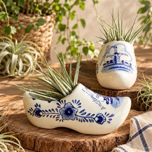 Air Plant Arrangement in Delft Blue Clog – 15cm