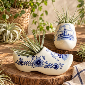 Air Plant Arrangement in Delft Blue Clog – 15cm