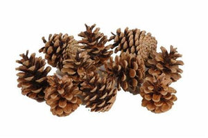 Natural Austrian Pine Cones – 10kg