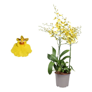 Oncidium ‘Münsterland Stern’ Orchid – 17cm Pot