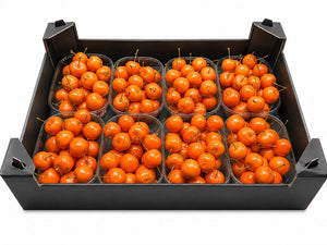 Orange Waxflower Decorative Plant