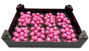 Pink Waxflower Decorative Plant