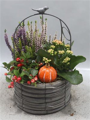 Indoor Plant Arrangement – 22cm Pot
