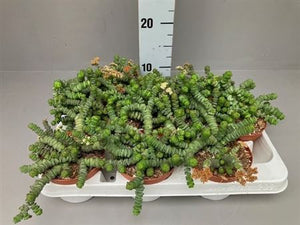 Hottentot Fig (Crassula) – 11cm Pot
