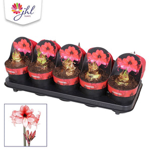 Amaryllis ‘Charisma’ (Hippeastrum) – 12cm Pot