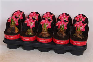 Pink and White Hippeastrum – 12cm Pot