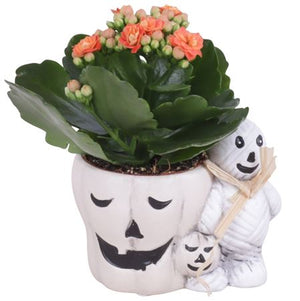 Halloween Pumpkin Ceramic Plant Arrangement – 12cm Pot