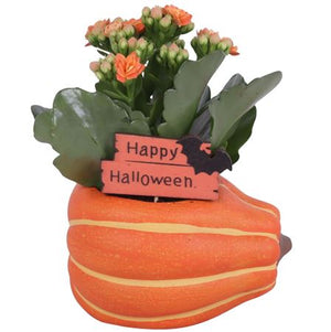 Halloween Pumpkin Ceramic Indoor Plant Arrangement – 12cm Pot