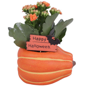 Halloween Pumpkin Ceramic Indoor Plant Arrangement – 12cm Pot