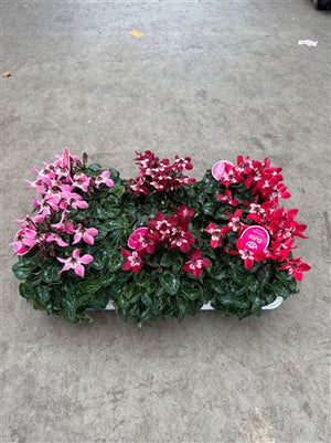 Lilac Cyclamen (Cyclamen persicum) – 13cm Pot