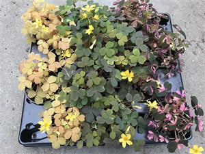 Mixed Oxalis Plant – 6cm Pot