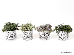 Dried Skull Arrangement – 6cm Pot