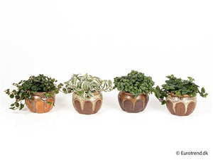 Halloween Mixed Ceramic Plant Arrangement – 8cm Pot