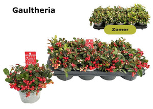 Gaultheria Big Berry Wintergreen – 12cm Pot