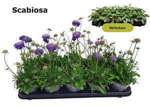 Scabious (Scabiosa columbaria) – 12cm Pot