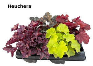 Mixed Heuchera – 14cm Pot