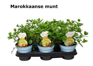 Moroccan Mint (Mentha) – 12cm Pot