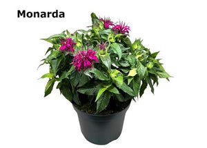 Balmy Deep Purple Monarda – 19cm Pot