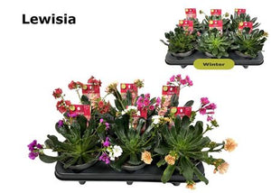 Mixed Lewisia Garden Plant – 12cm Pot