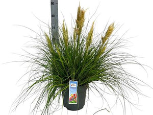 Tiny Pampa Grass (Cortaderia) – 27cm Pot
