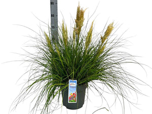 Tiny Pampa Grass (Cortaderia) – 27cm Pot