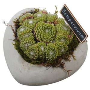 Sempervivum Arrangement in Heart-Shaped Concrete Pot – 16cm