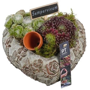 Sempervivum Heart Arrangement in Concrete Pot – 22cm