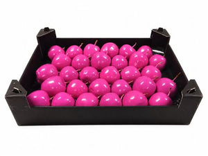 Fuchsia Wax Apple Plant
