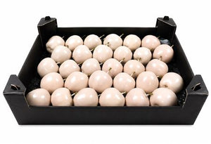 Ivory Wax Apple Decorative Plant