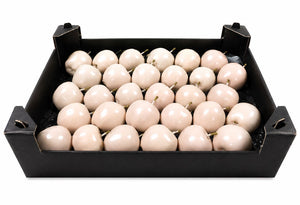 Ivory Wax Apple Decorative Plant