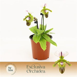 Paphiopedilum Orchid 'Milano' – 12cm Pot
