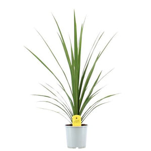 Cordyline Australis ‘Verde’ – 17cm Pot