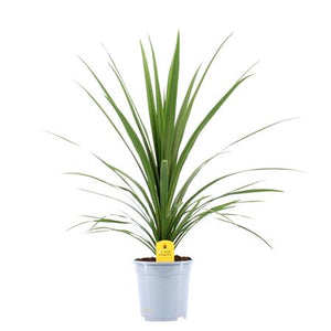 Cordyline australis ‘Verde’ – 21cm Pot, 90cm