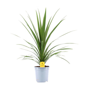 Cordyline australis ‘Verde’ – 21cm Pot, 90cm