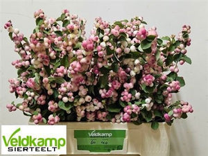 White Symphoricarpos ‘Red Riding Hood’ Stems – 60–69cm