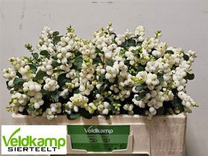 White Snowberry (Symphoricarpos) – 50cm Stems
