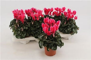 Neon Pink Cyclamen persicum – 10.5cm Pot