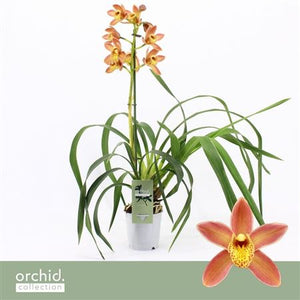 Cymbidium Orchid ‘Wilhelmina’ – 12cm Pot, 60cm Tall