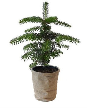 Nordmann Fir Christmas Plant – 15cm Pot, 45cm High