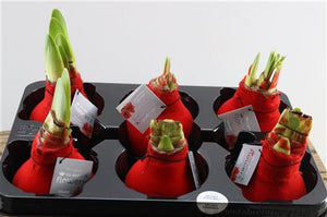 Red Wax Amaryllis Decoration