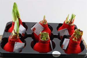 Red Wax Amaryllis Decoration