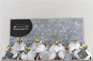 Mixed Waxed Hyacinth Bulb Display – 32cm