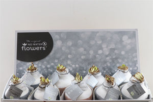 Mixed Colour Waxed Hyacinth Bulb Decoration