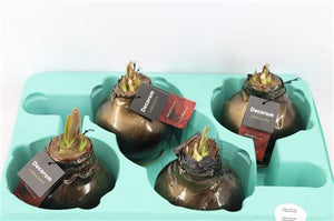 Deep Black XL Waxed Amaryllis Decoration