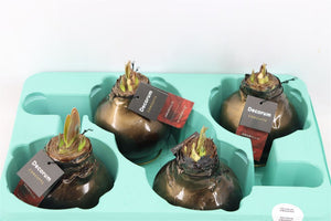 Deep Black XL Waxed Amaryllis Decoration