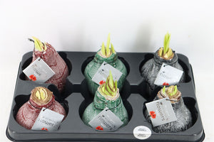 Mixed Waxed Amaryllis Decoration – 32cm