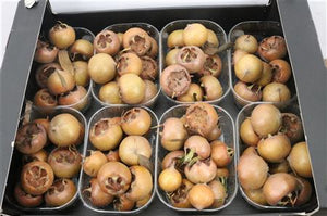 Yellow Ornamental Mispel Fruits – Decorative Bunch