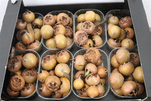 Yellow Ornamental Mispel Fruits – Decorative Bunch