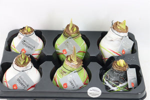 Wax Amaryllis ‘Picasso’ Mix – 32cm Decorative Plant