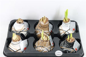 Waxed Amaryllis ‘Rembrandt’ Mix – 32cm